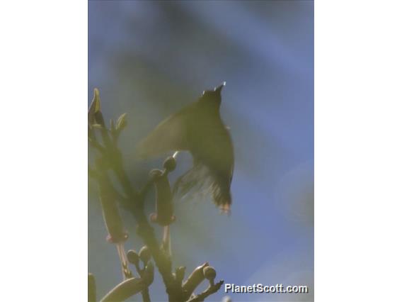 Temminck's Sunbird (Aethopyga temminckii) - Male