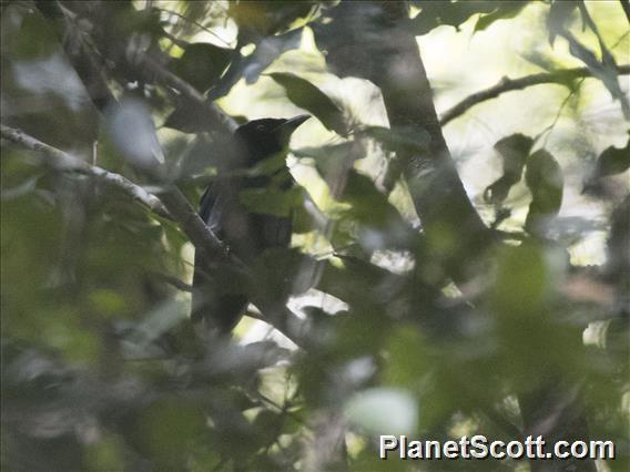 Hair-crested Drongo (Dicrurus hottentottus) - Bornean