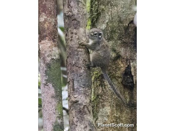 Jentink's Squirrel (Sundasciurus jentinki)