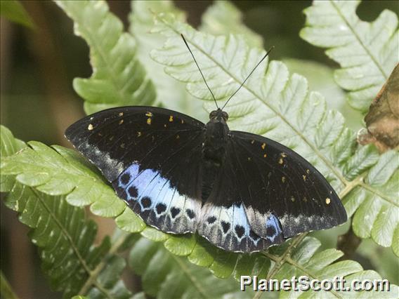 Black-tipped Archduke (Lexias dirtea)