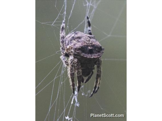 Borneo Orb Weaver (Caerostris sumatrana)