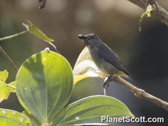 Black-sided Flowerpecker (Dicaeum monticolum) - Female