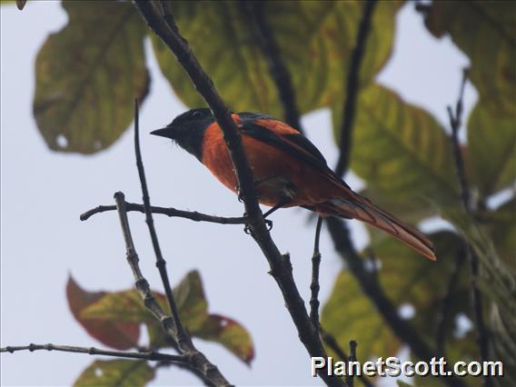 Gray-chinned Minivet (Pericrocotus solaris) - Male