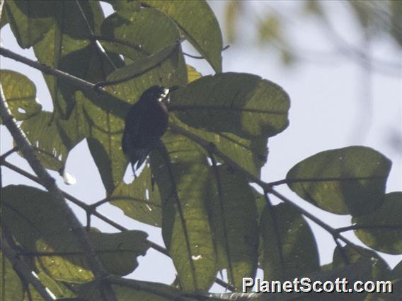 Gray-throated Babbler (Stachyris nigriceps)