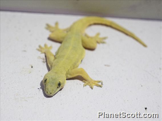 Flat-tailed House Gecko (Hemidactylus platyurus)