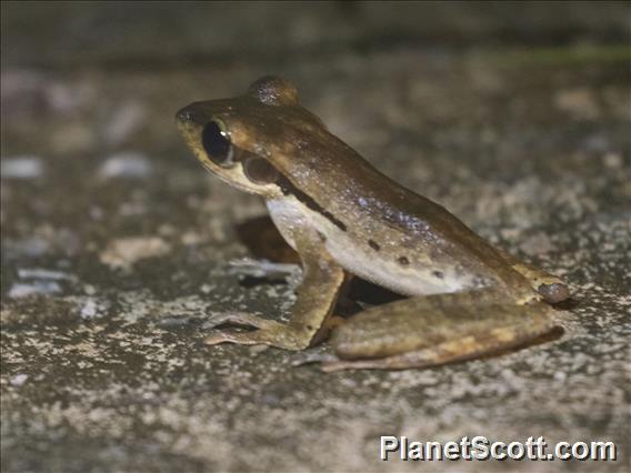 Dark-eared Tree Frog (Polypedates macrotis)