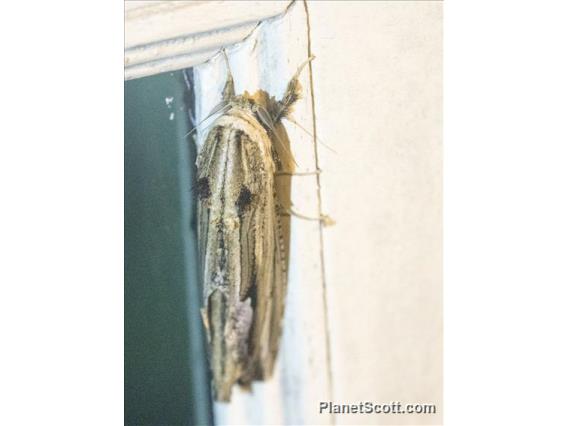 Prominent Moth (Notodontidae sp)