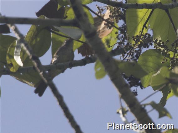 Charlotte's Bulbul (Iole charlottae)