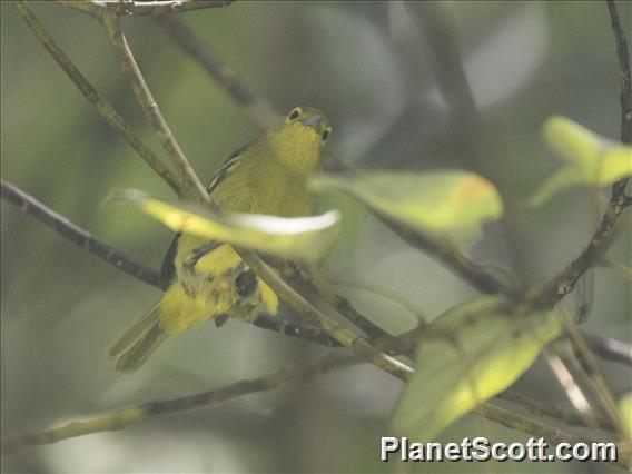 Common Iora (Aegithina tiphia)