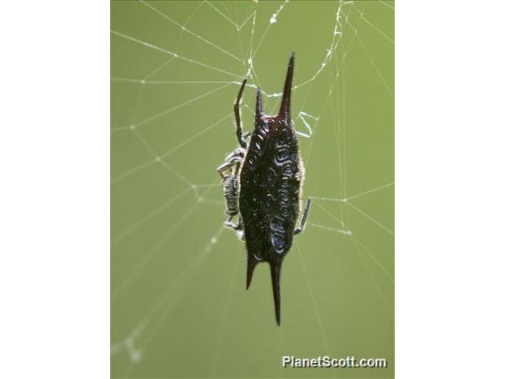 Bornean Orbweaver (Araneus borneo-sp)