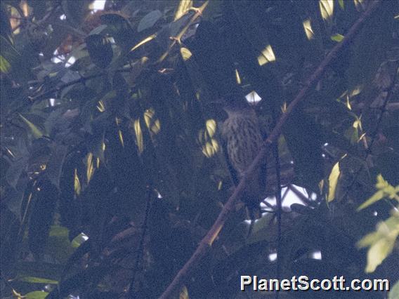 Ventriloquial Oriole (Oriolus xanthonotus)