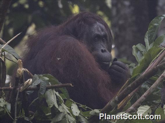 Orangutan (Pongo pygmaeus)