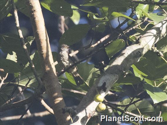 Spectacled Bulbul (Rubigula erythropthalmos)