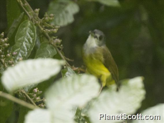 Yellow-bellied Bulbul (Alophoixus phaeocephalus)