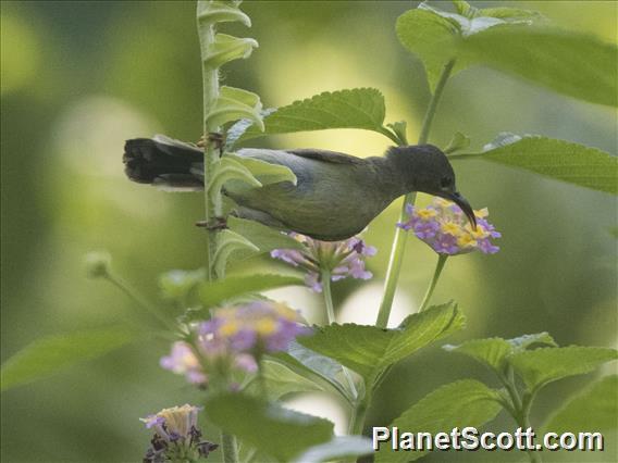 Brown-throated Sunbird (Anthreptes malacensis)