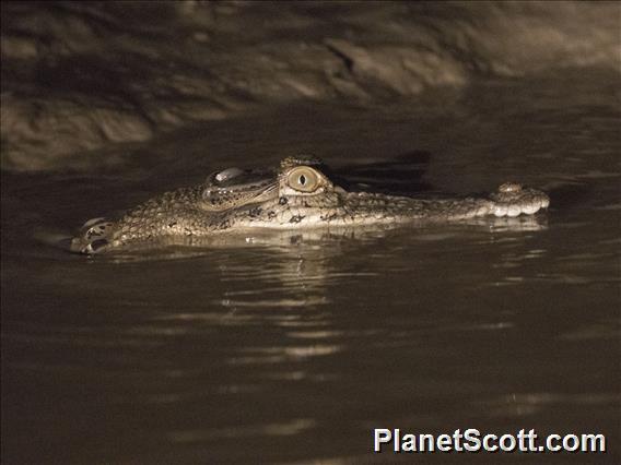 Saltwater Crocodile (Crocodylus porosus)