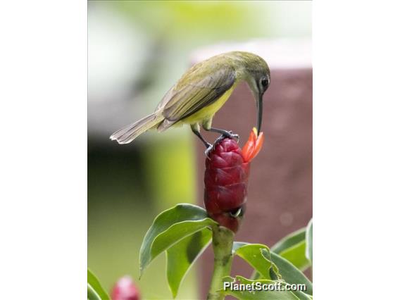 Little Spiderhunter (Arachnothera longirostra)