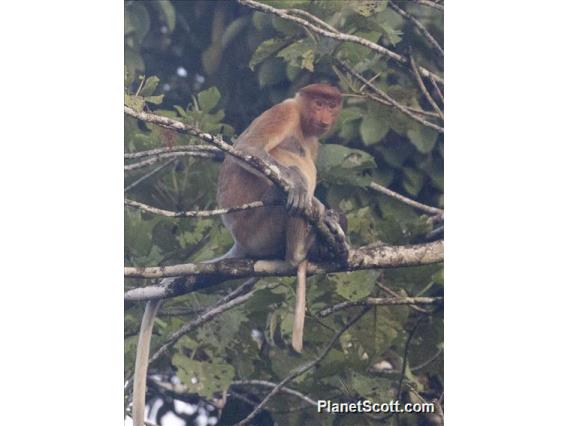 Proboscis Monkey (Nasalis larvatus) - Female