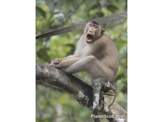 Southern Pig-tailed Macaque (Macaca nemestrina)