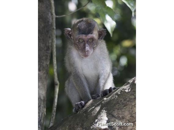 Long-tailed Macaque (Macaca fascicularis) - Young Male