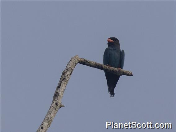 Dollarbird (Eurystomus orientalis)