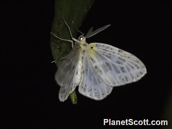 Geometer Moth (Genusa bigutta)