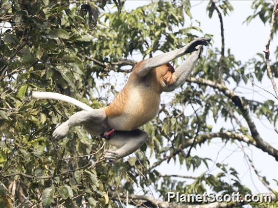 Proboscis Monkey (Nasalis larvatus) - Male