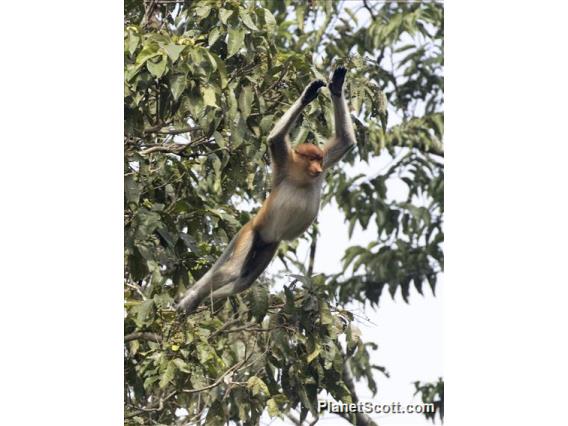 Proboscis Monkey (Nasalis larvatus)