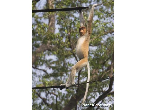 Proboscis Monkey (Nasalis larvatus)