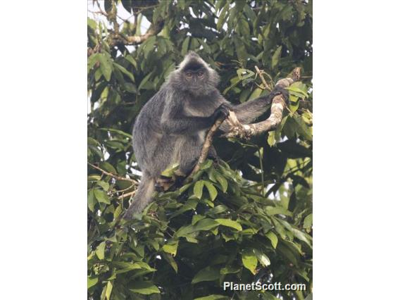 Silvered Leaf Monkey (Trachypithecus cristatus)