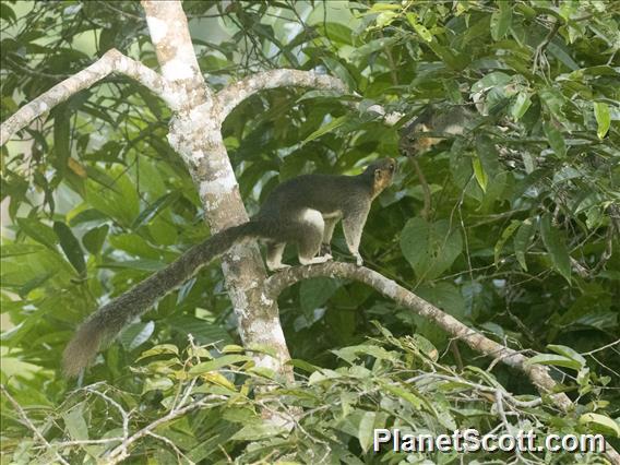 Cream-colored Giant Squirrel (Ratufa affinis)