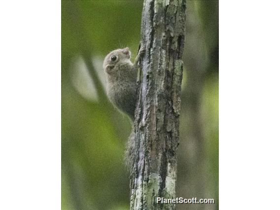 Least Pygmy Squirrel (Exilisciurus exilis)