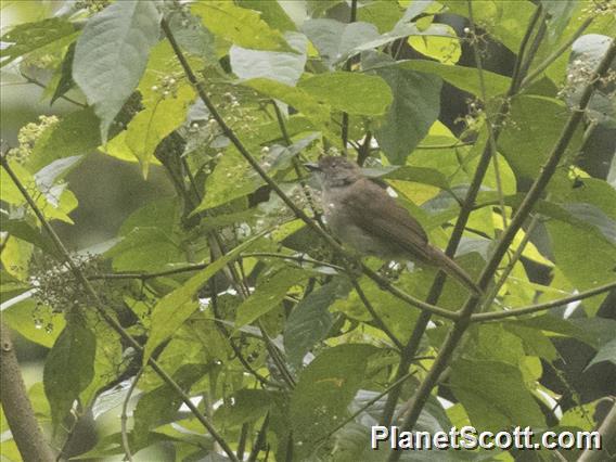 Olive-winged Bulbul (Pycnonotus plumosus)