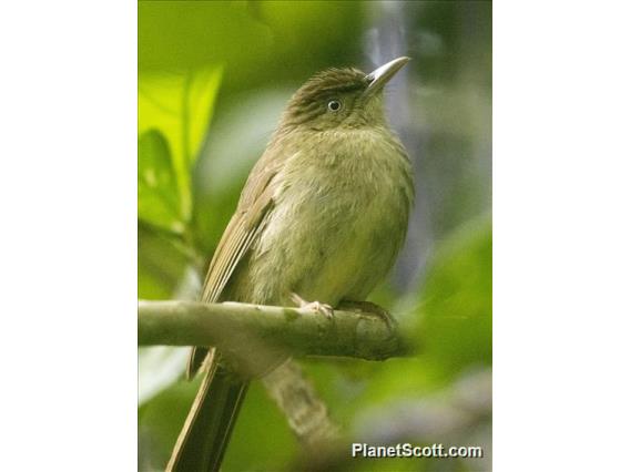 Charlotte's Bulbul (Iole charlottae)