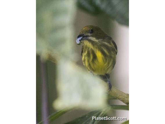 Yellow-bellied Flowerpecker (Prionochilus maculatus)