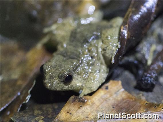 Seep Frog (Occidozyga baluensis)