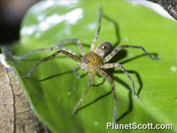 Borneo Huntsman Spider (Sparassidae ssp)