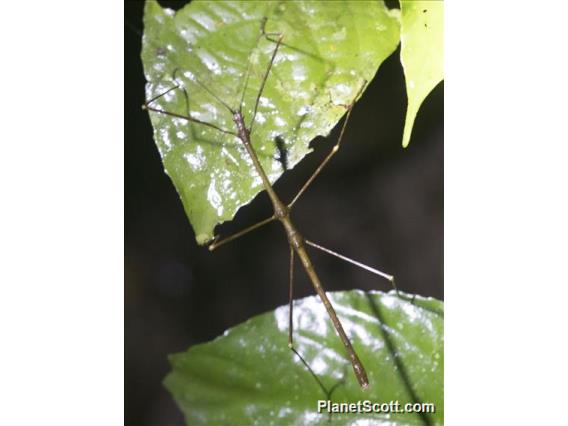 Borneo Walking Stick (Leiophasma borneo-sp)