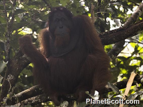 Orangutan (Pongo pygmaeus)