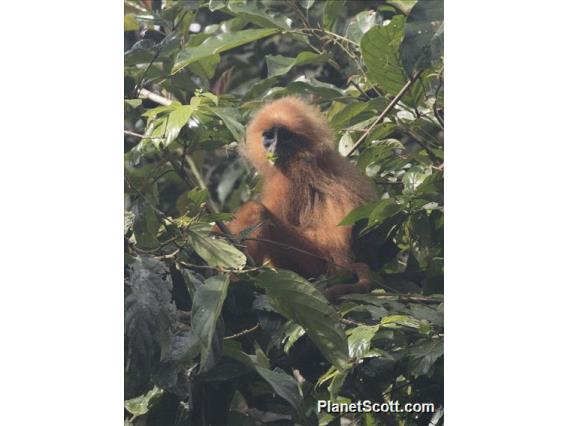 Red Leaf Monkey (Presbytis rubicunda)