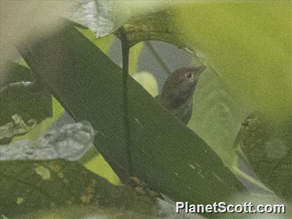 Spectacled Bulbul (Rubigula erythropthalmos)