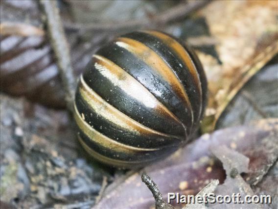 Borneo Pill Millipede (Zephroniidae sp)