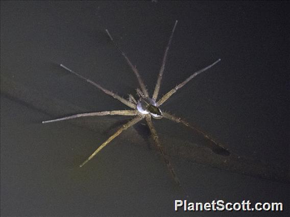 Borneo Fishing Spider (Dolomedes ssp)