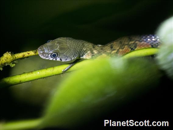 Triangle Keelback (Xenochrophis trianguligerus)