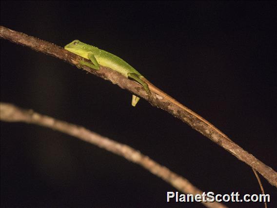 Green Crested Lizard (Bronchocela cristatella)