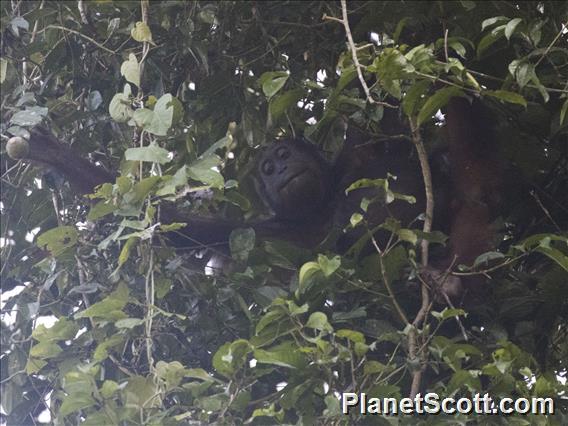 Orangutan (Pongo pygmaeus)