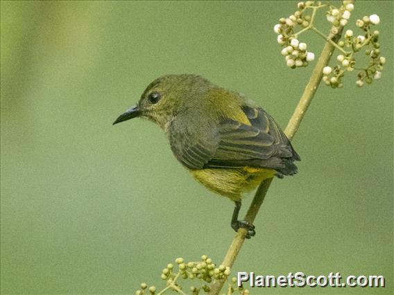 Orange-bellied Flowerpecker (Dicaeum trigonostigma) - Female