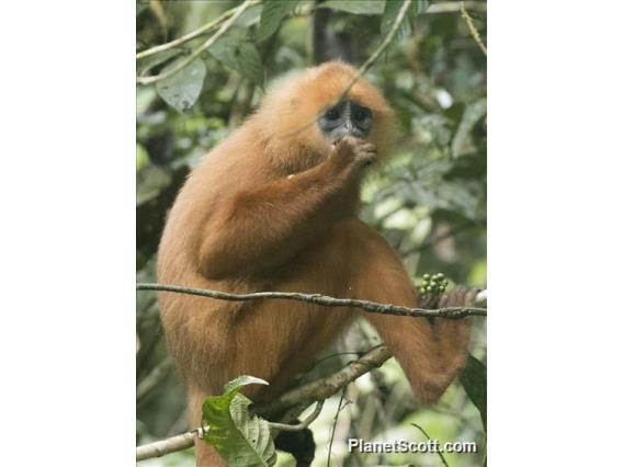 Red Leaf Monkey (Presbytis rubicunda)