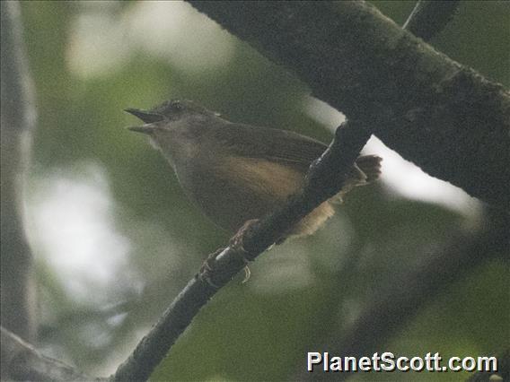 Pygmy White-eye(Heleia squamifrons)