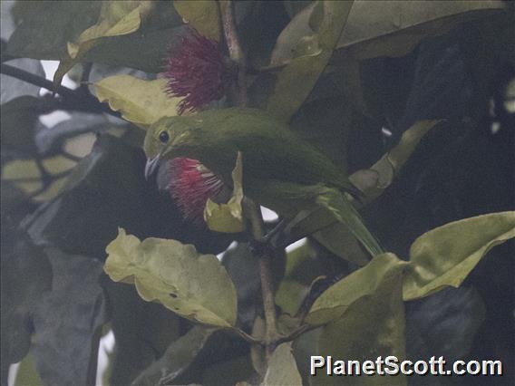 Lesser Green Leafbird (Chloropsis cyanopogon) - Female